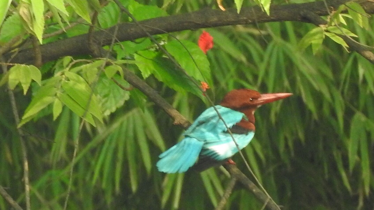 Photo of Outdoor in Kambare N.m.