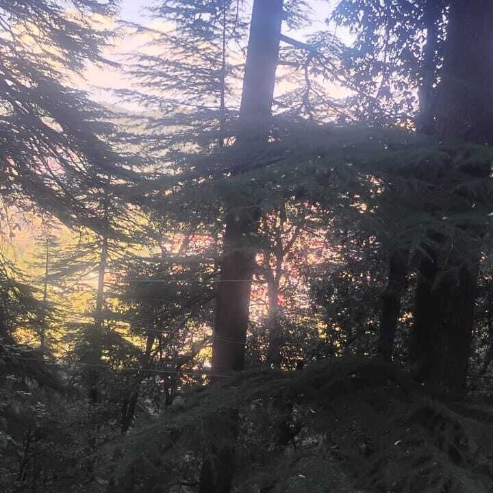 Photo of Bedroom in Shimla