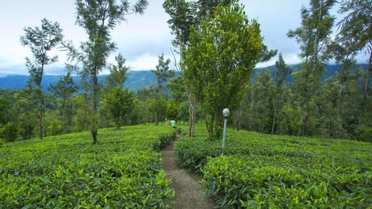 Photo of Outdoor in Udumbanchola
