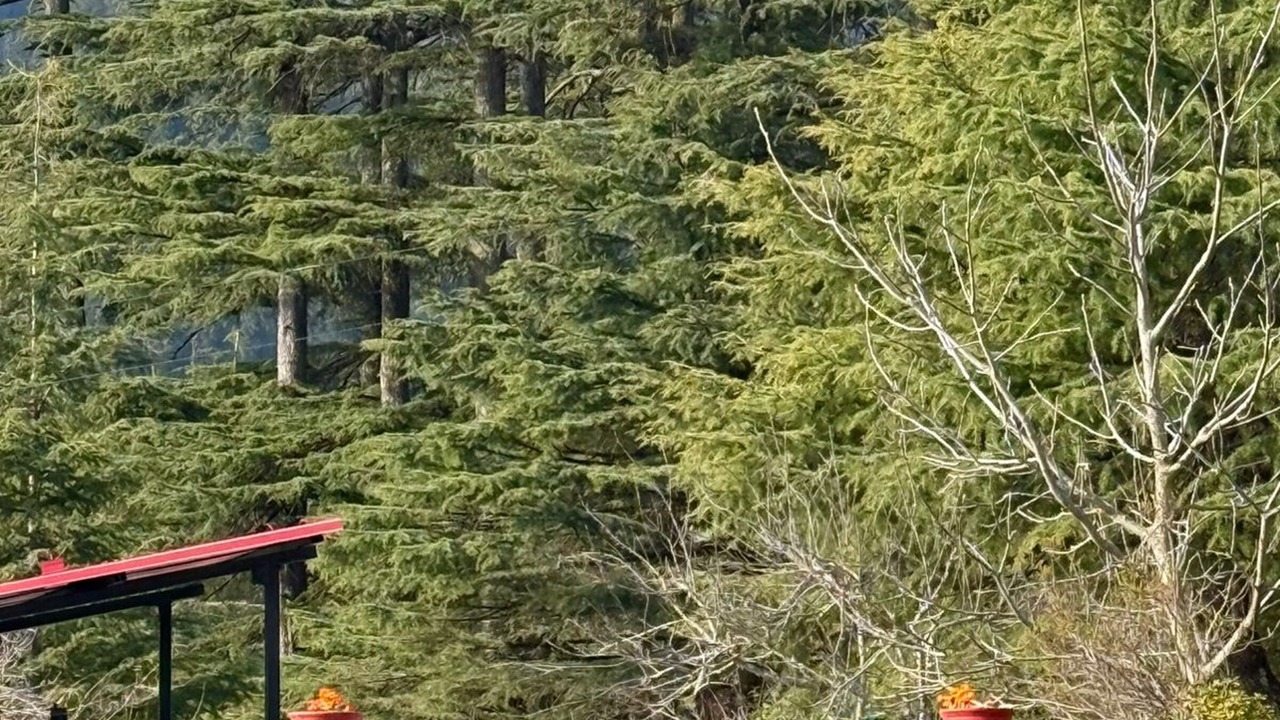 Photo of Outdoor in Khajjiar
