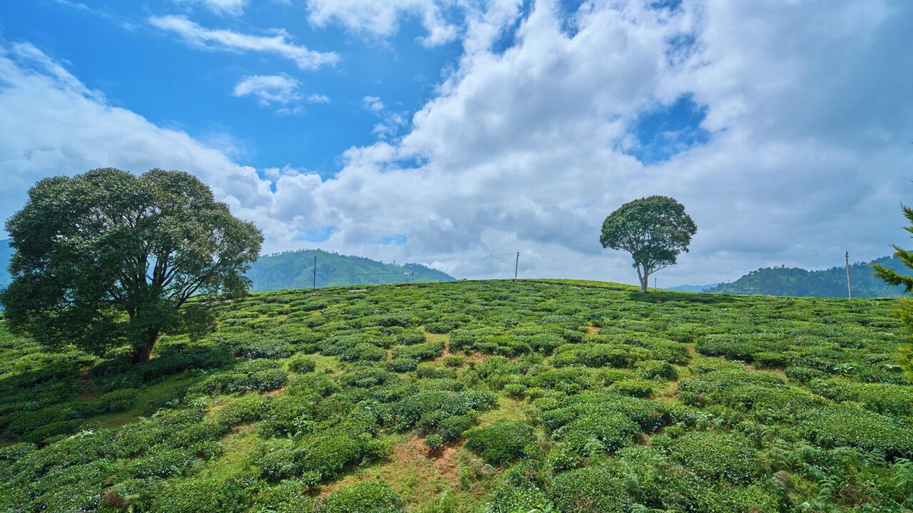Photo of Others in Coonoor
