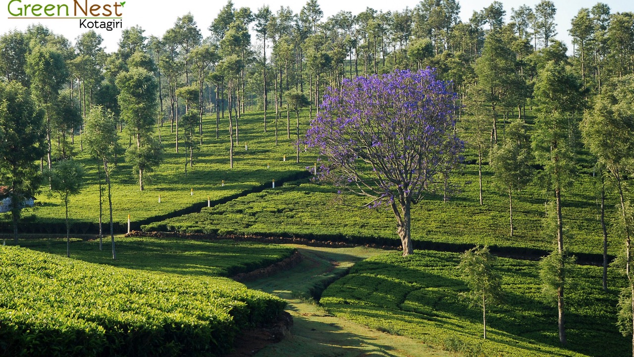 Photo of Others in Kotagiri