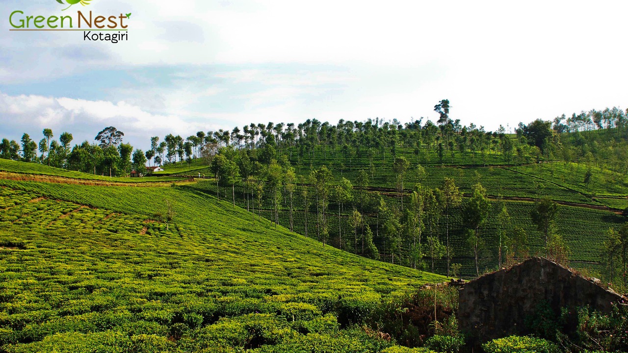 Photo of Others in Kotagiri