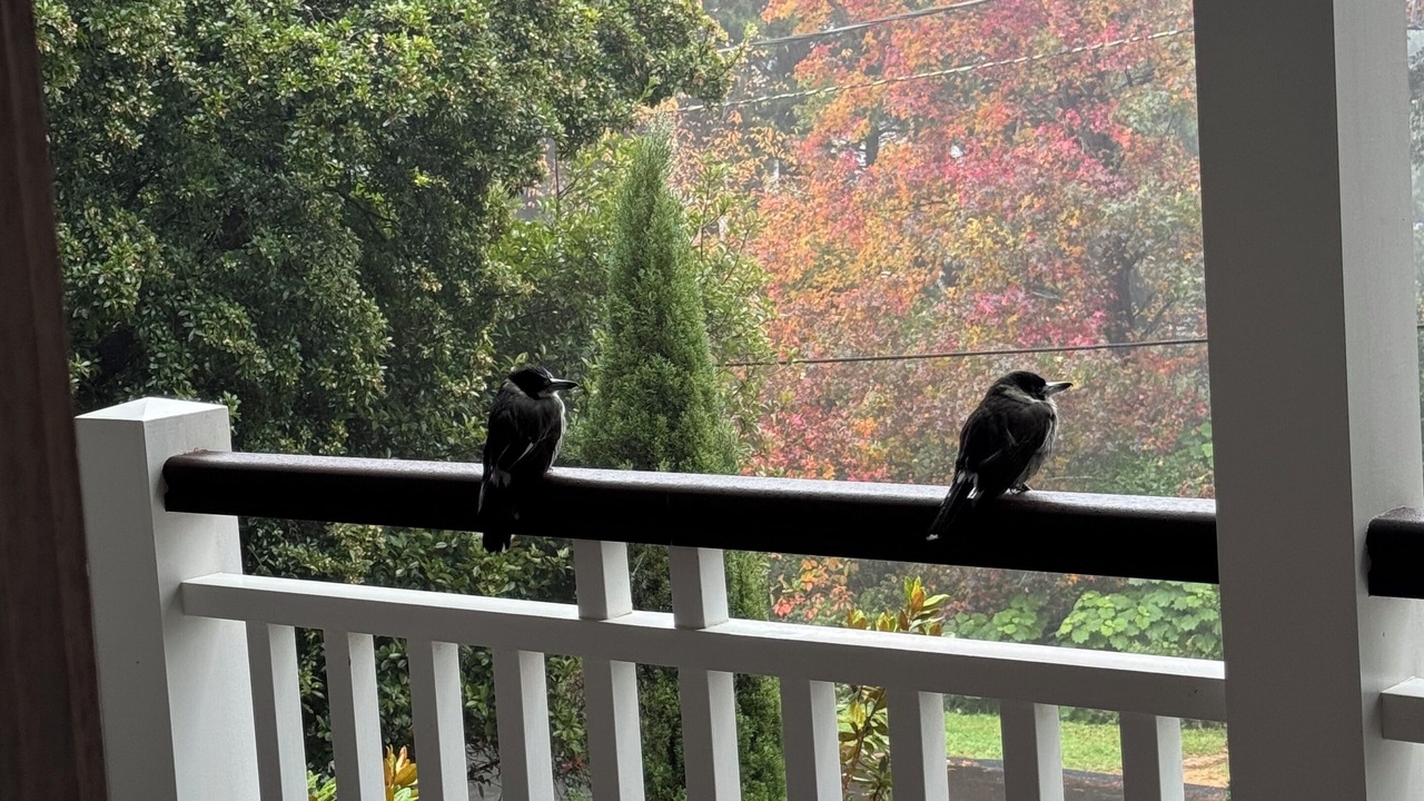 Photo of Outdoor in Leura