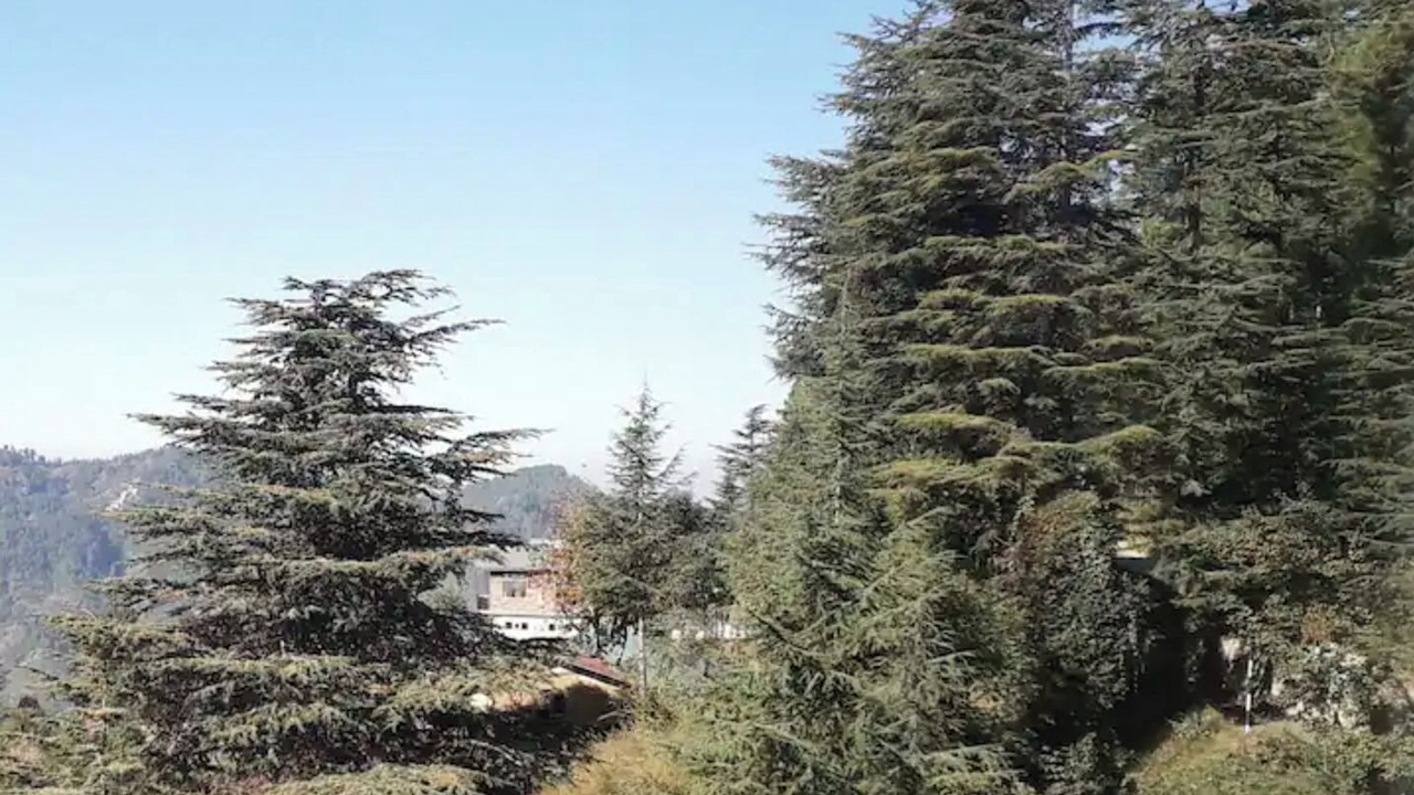 Photo of Others in Shimla