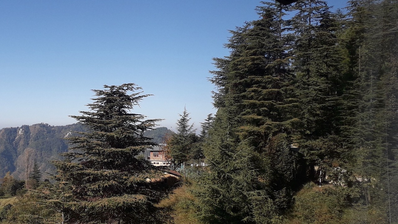 Photo of Others in Shimla