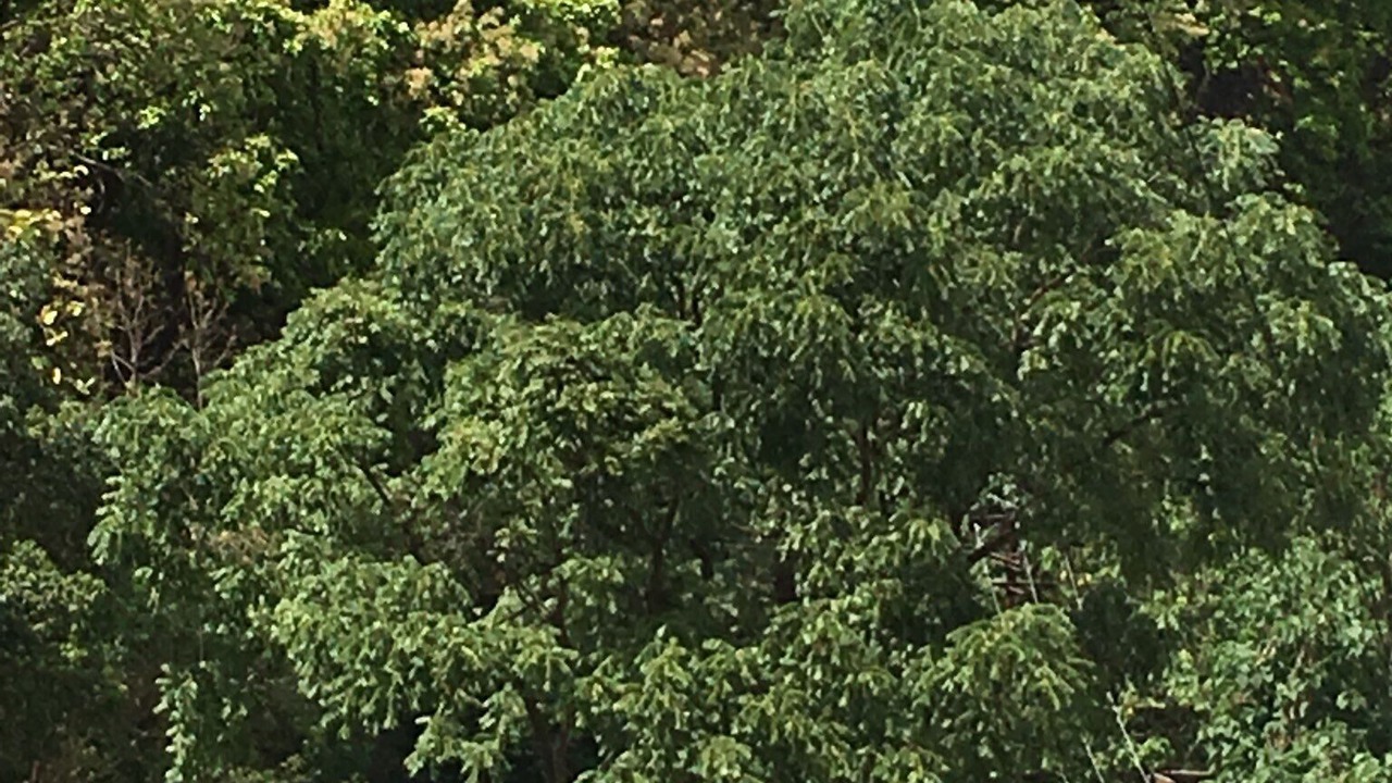 Photo of Outdoor in Bullawala