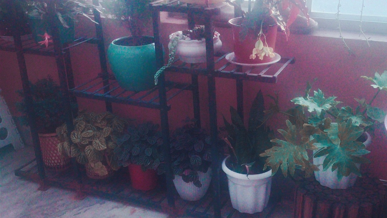 Photo of Others in Darjeeling