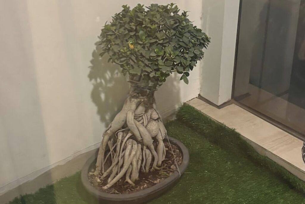 Photo of Outdoor in Noida