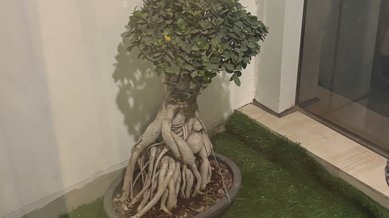 Photo of Outdoor in Noida