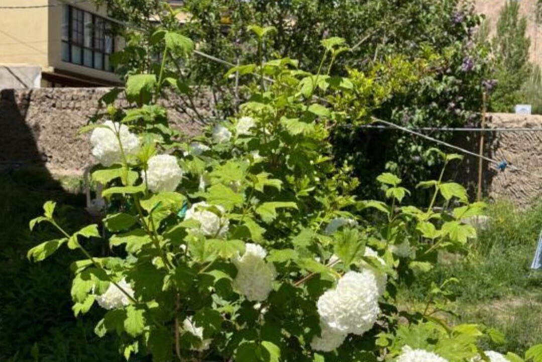 Photo of Outdoor in Leh