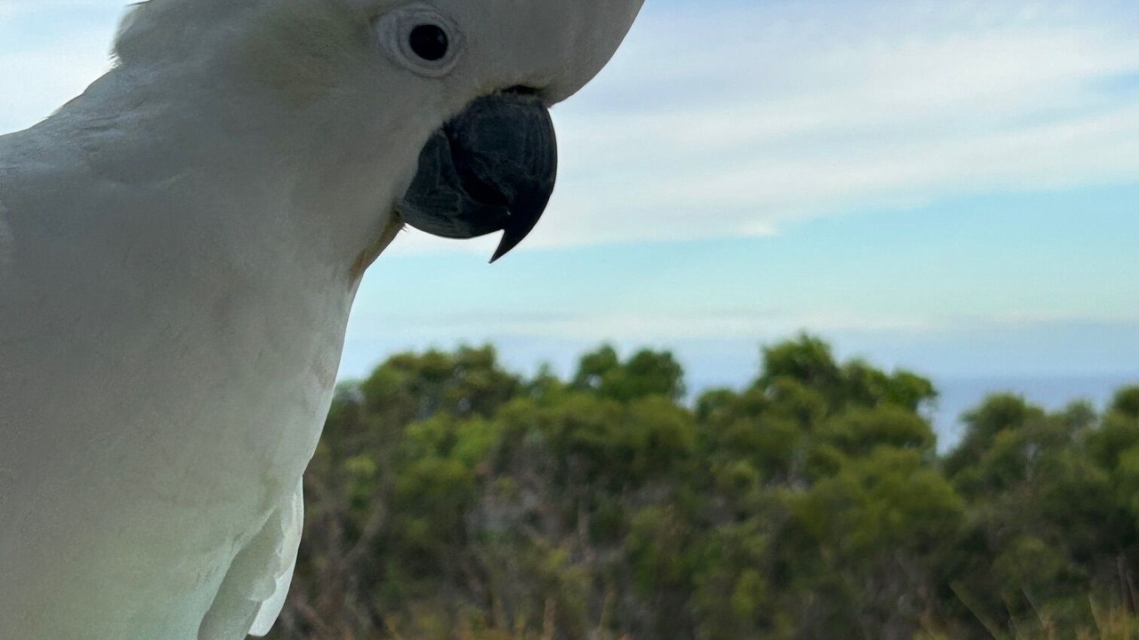 Photo of Others in Bundeena
