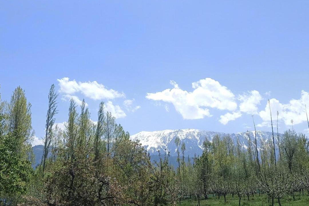 Photo of Others in Srinagar