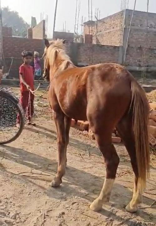 Photo of Others in Turuk