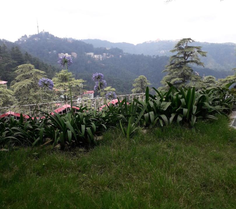Photo of Others in Shimla