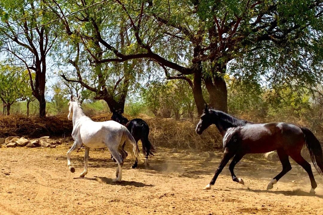 Photo of Others in Gogunda