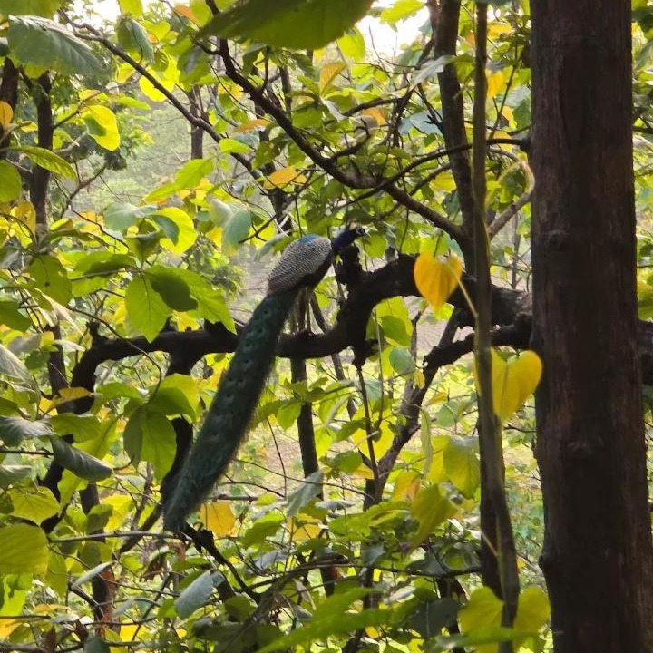 Photo of Others in Kaladhungi