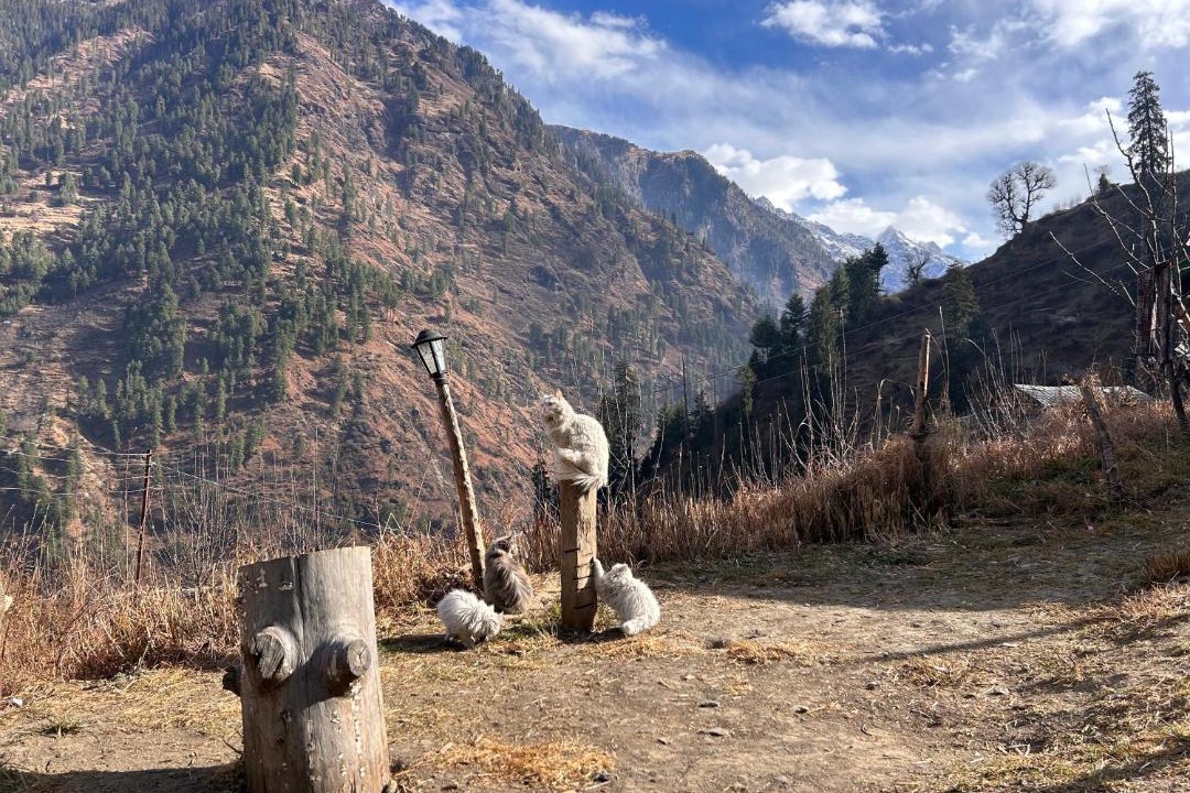 Photo of Others in Kullu