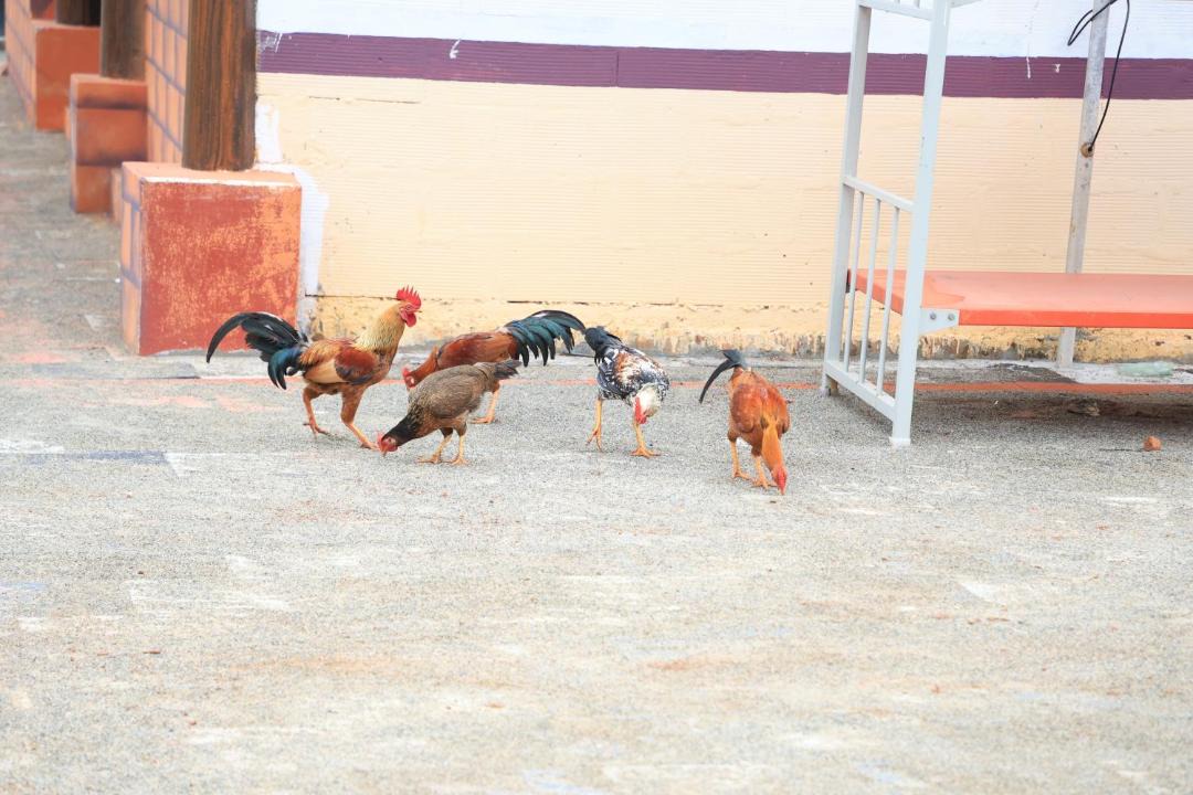 Photo of Others in Pudukkottai