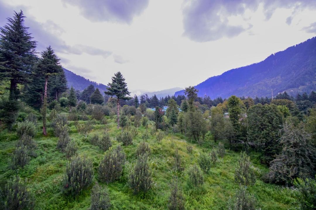 Photo of Others in Old Manali