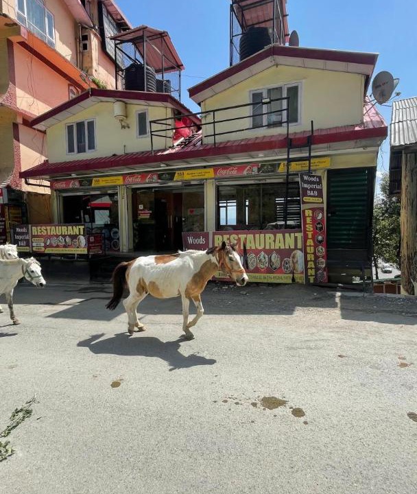 Photo of Others in Kufri