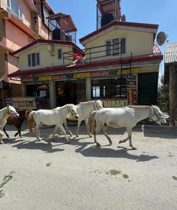 Photo of Others in Kufri