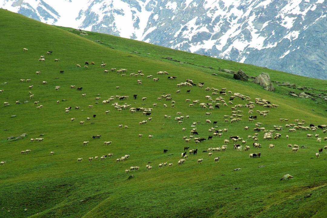 Photo of Others in Kharsali
