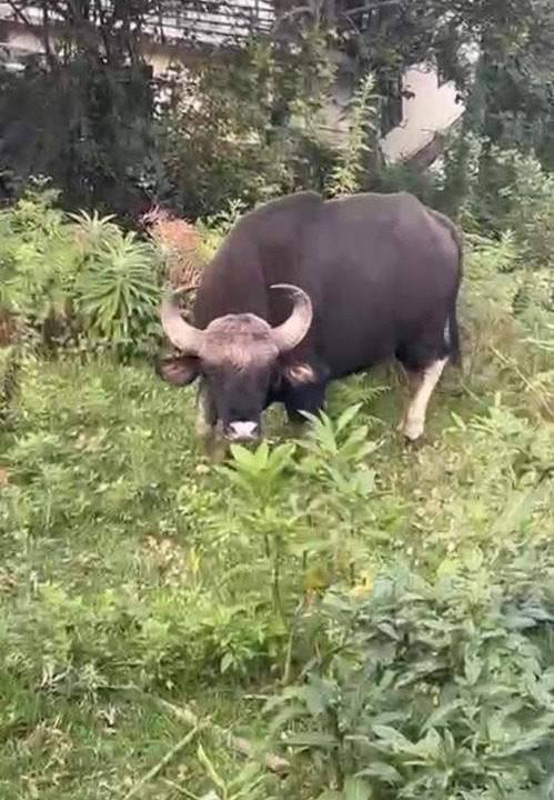 Photo of Others in Vattakanal