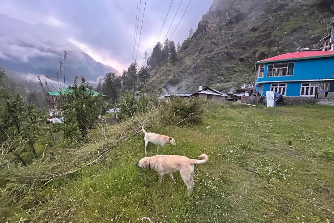 Photo of Others in Kasol