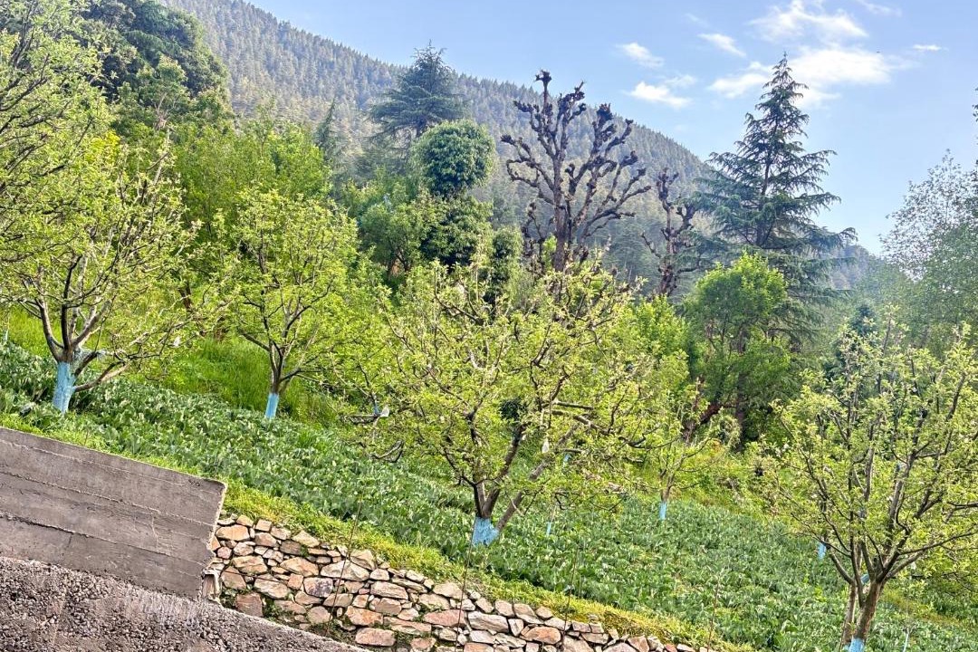 Photo of Outdoor in Kullu