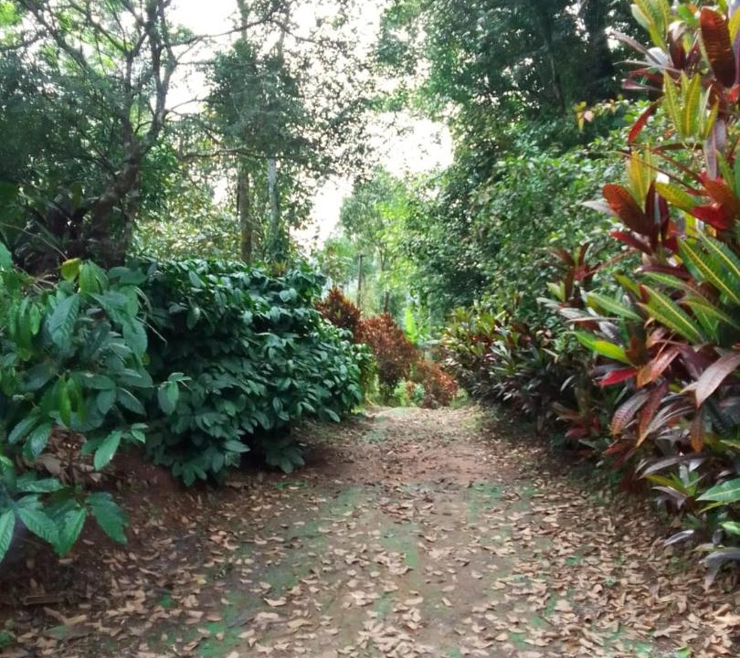 Photo of Outdoor in Madikeri