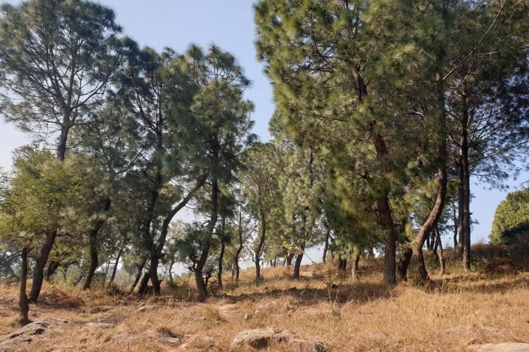 Photo of Others in Ghumarwin