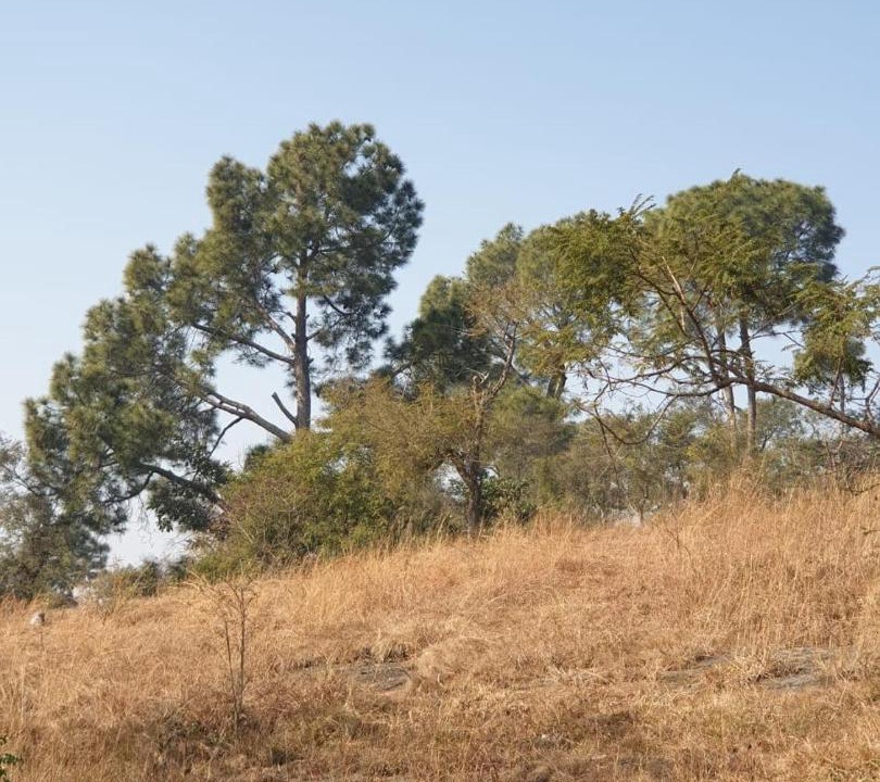 Photo of Others in Ghumarwin