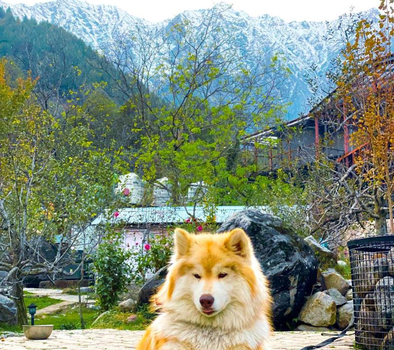 Photo of Others in Manali