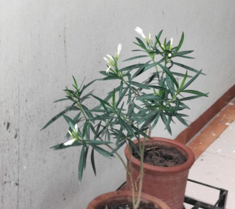 Photo of Others in Zirakpur
