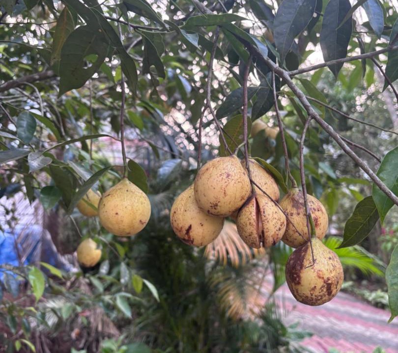 Photo of Others in Devikolam