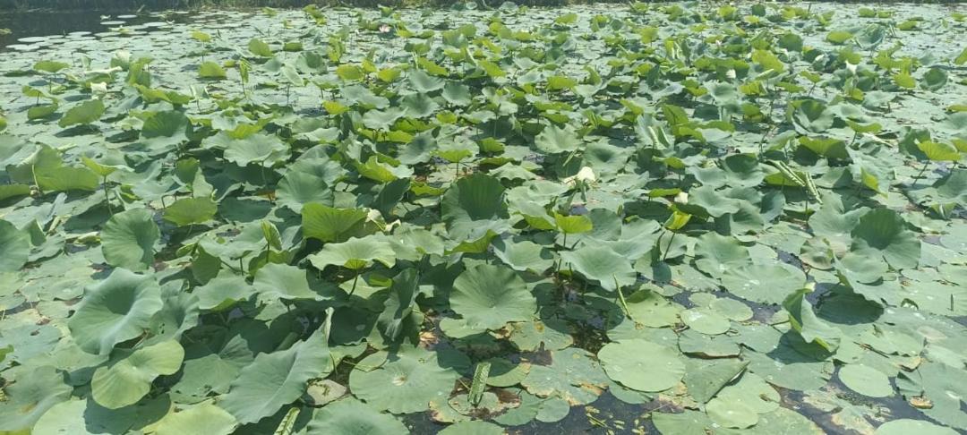 Photo of Others in Dal Lake
