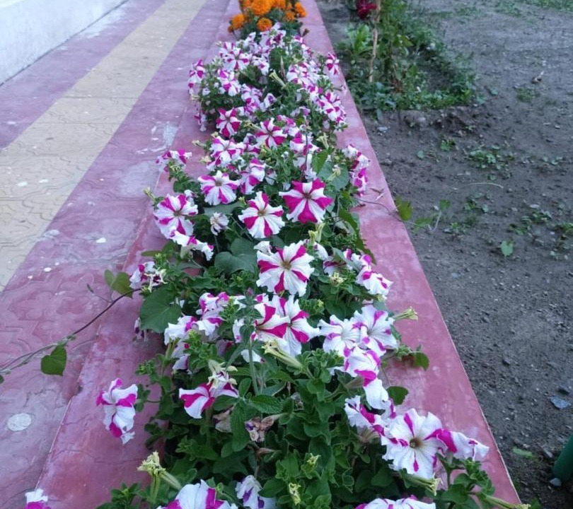 Photo of Others in Leh