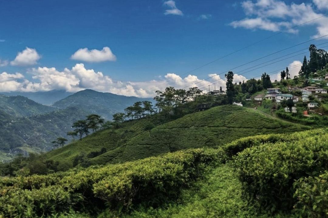 Photo of Others in Darjeeling