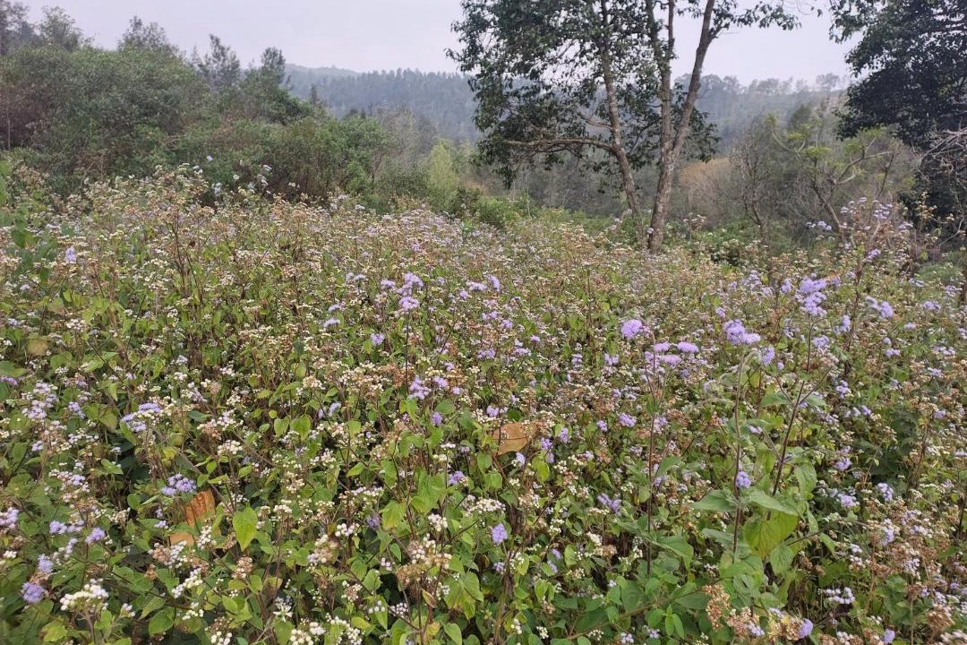 Photo of Others in Yercaud