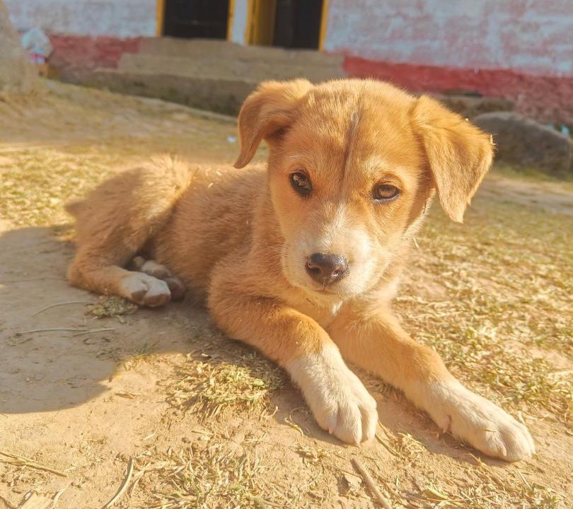 Photo of Others in Kullu