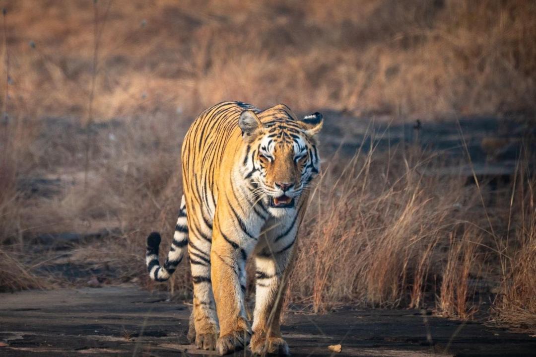 Photo of Others in Panna