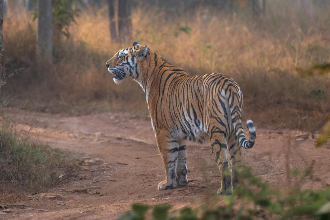 Photo of Others in Panna