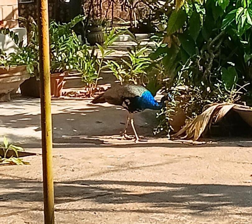 Photo of Others in Mangalore