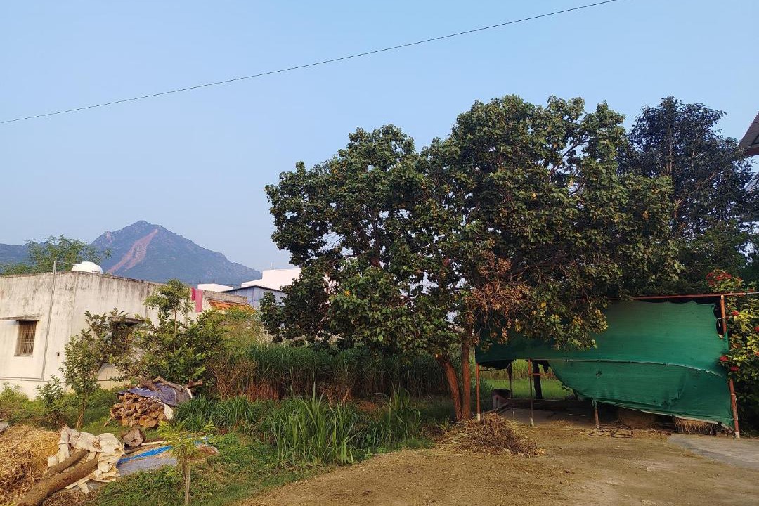 Photo of Others in Tiruvannamalai