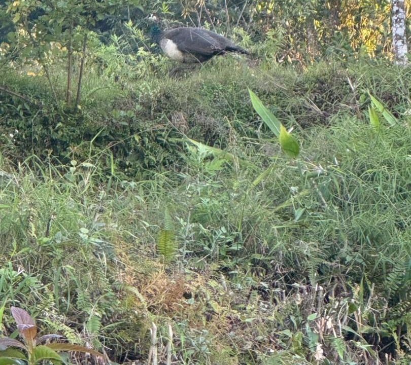 Photo of Others in Turuk