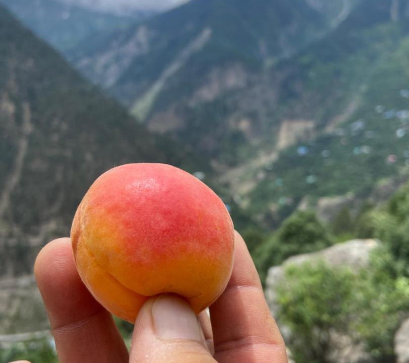 Photo of Others in Kalpa