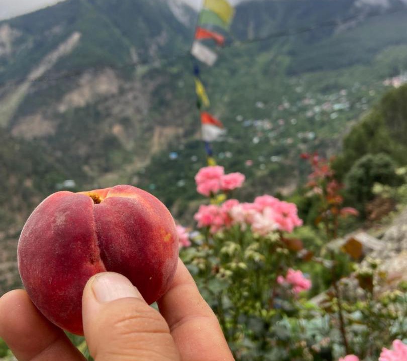 Photo of Others in Kalpa