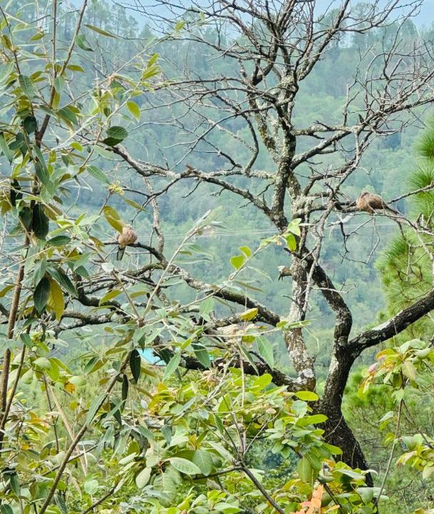 Photo of Others in Kaul