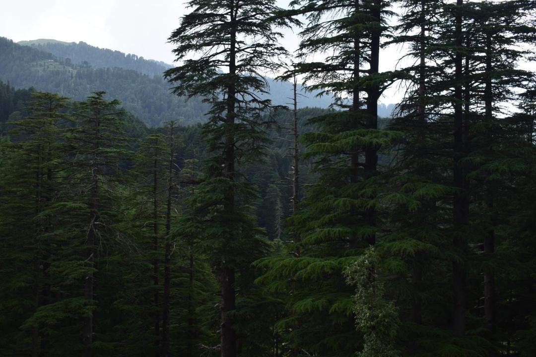 Photo of Others in Khajjiar